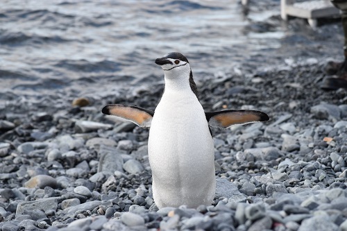 Antarctic beach with Chinstrap Penguin.jpg