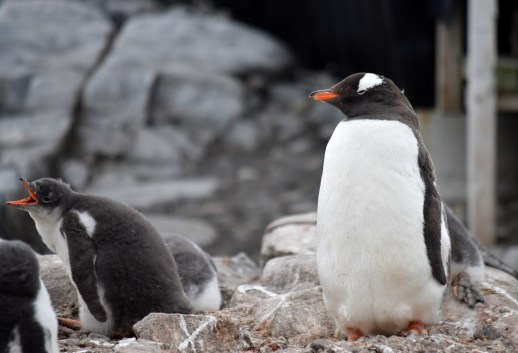 Gentoo and chick.