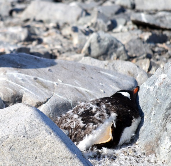 Moulting Gentoo