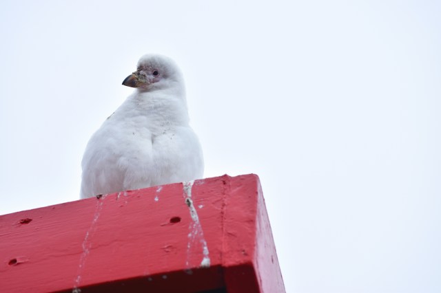 Snowy Sheathbill lurking.