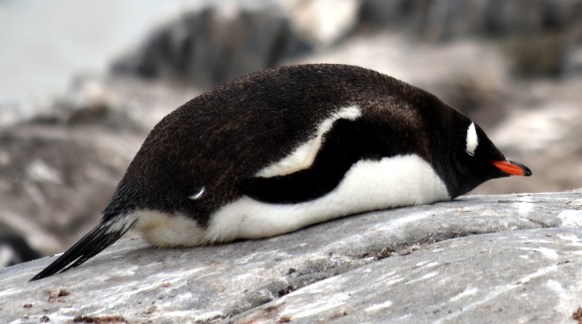 The retired Carrier Penguin.